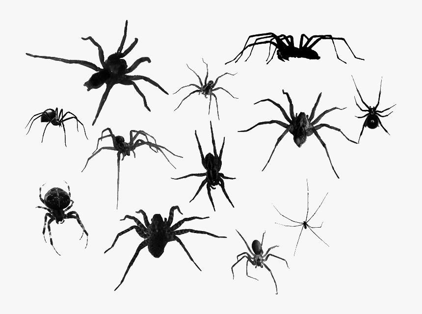 #spiders #spider #creepy #tumblr #goth #freetoedit - Transparent Spiders, HD Png Download