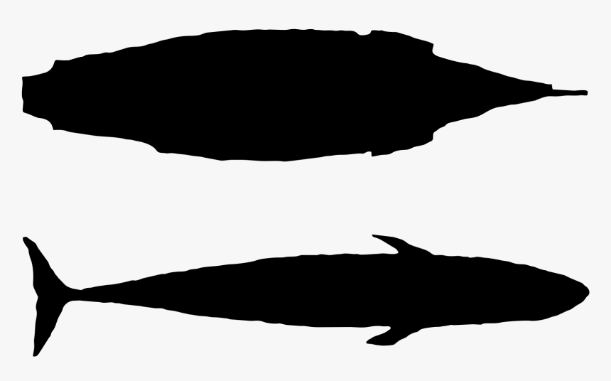 Mayflower Blue Whale Size, HD Png Download