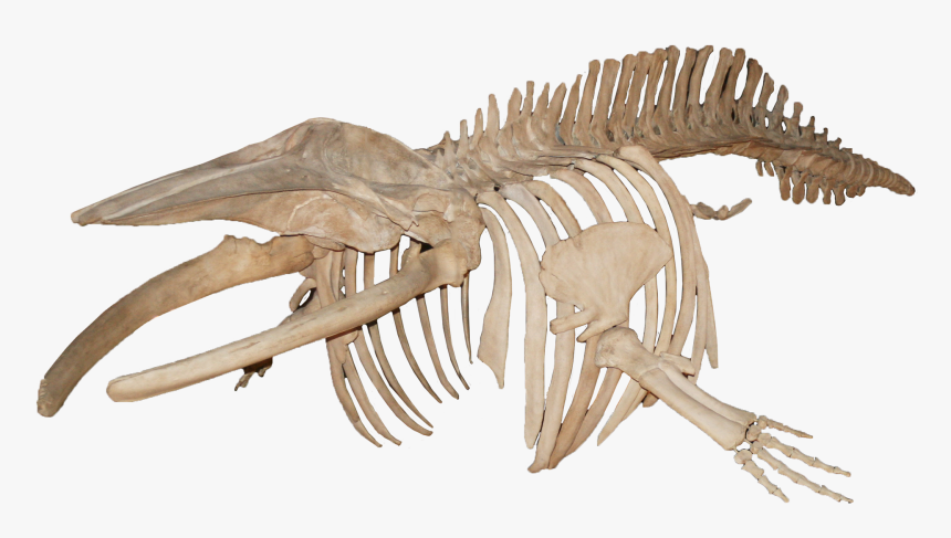 Balanoptera Acutorostrata Minke Whale - Whale Skeleton Png, Transparent Png