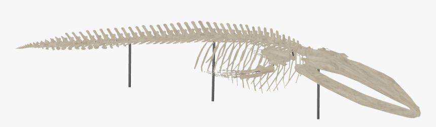 Whale Skeleton - Blue Whale Skeleton Transparent, HD Png Download