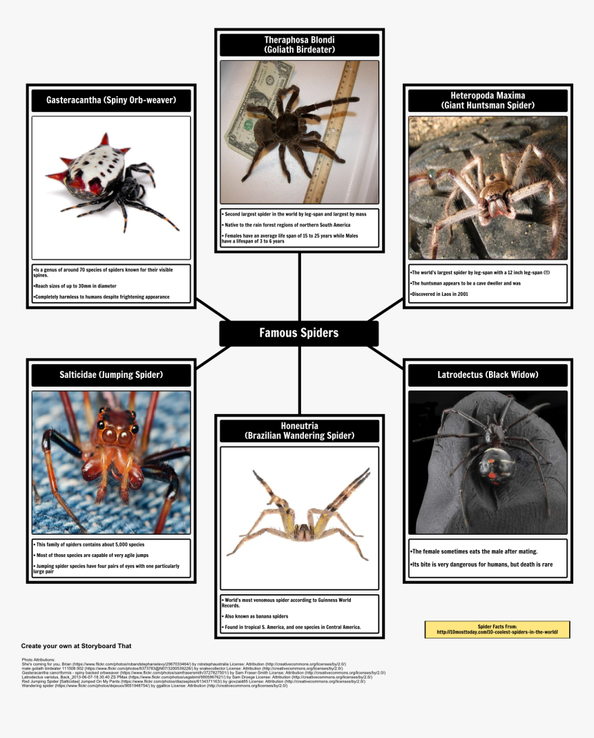 Theraphosa Blondi, HD Png Download