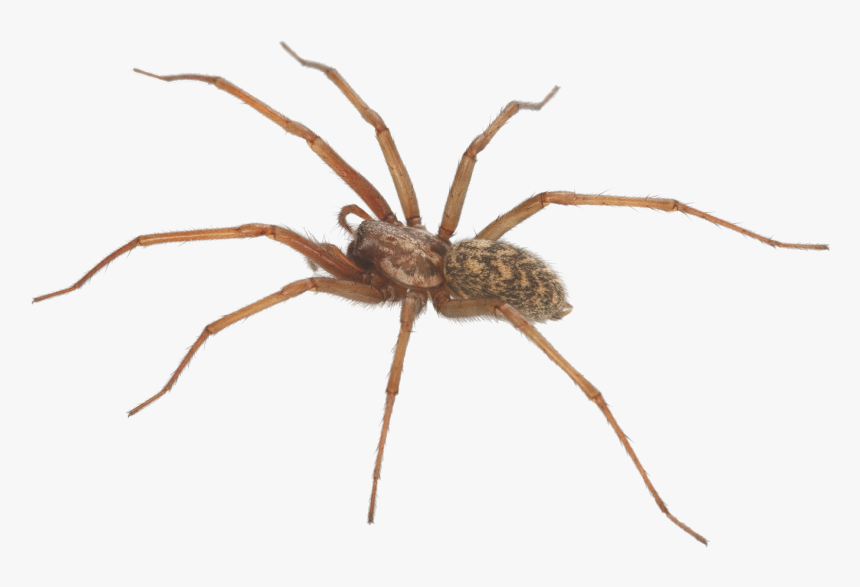 The Category Of Dangerous Spiders Is Predominantly - Santa Clarita Spider, HD Png Download