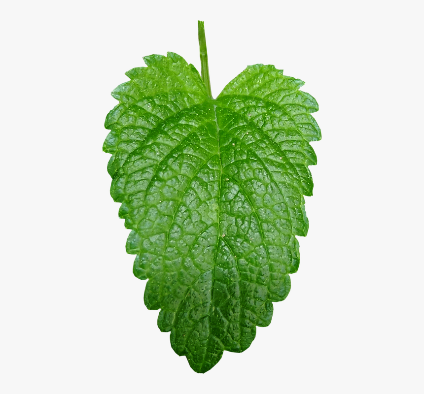 Melissa Officinalis, Letter, Green, Herb, Herbs - Melissa Officinalis Png, Transparent Png