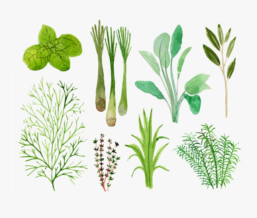 Vicky Katzman Herbs, HD Png Download