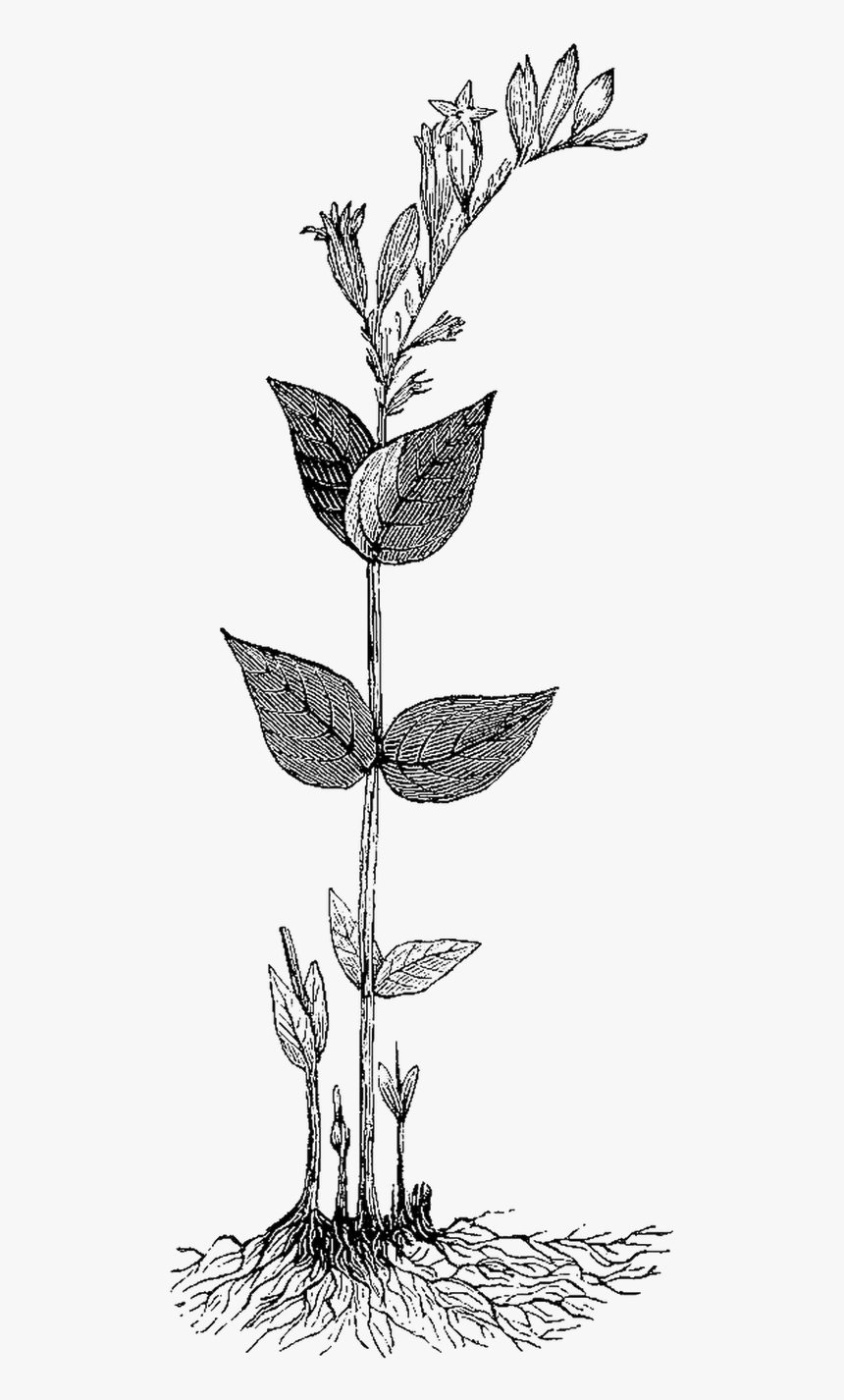 Drawn Herbs Aesthetic - Rosa Glauca, HD Png Download