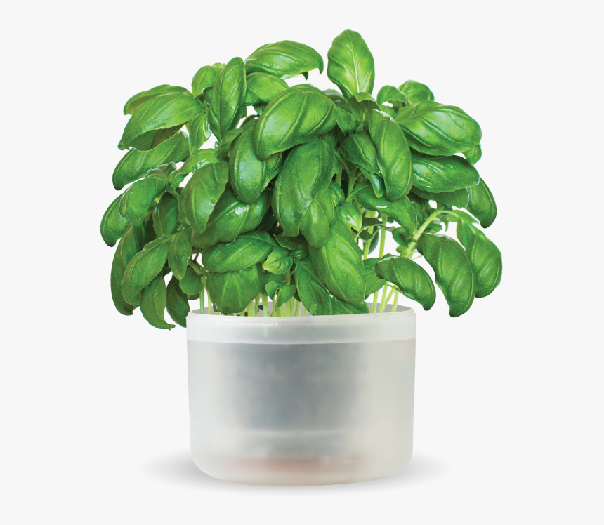 O Hanlon Herbs - Flowerpot, HD Png Download