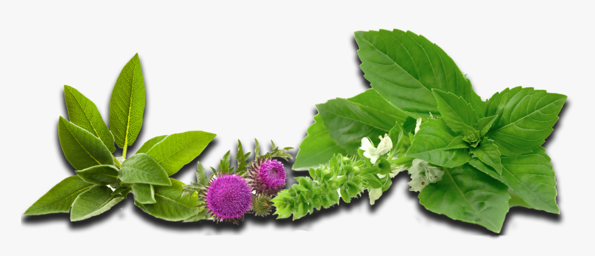 Brom Ex Foamer (2306x1050), Png Download - Herbs Transparent Png, Png Download