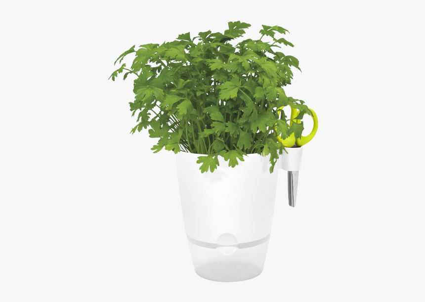 Flowerpot, HD Png Download