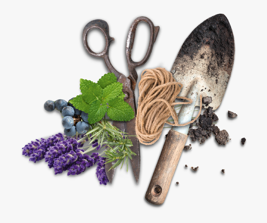 Superfood, HD Png Download