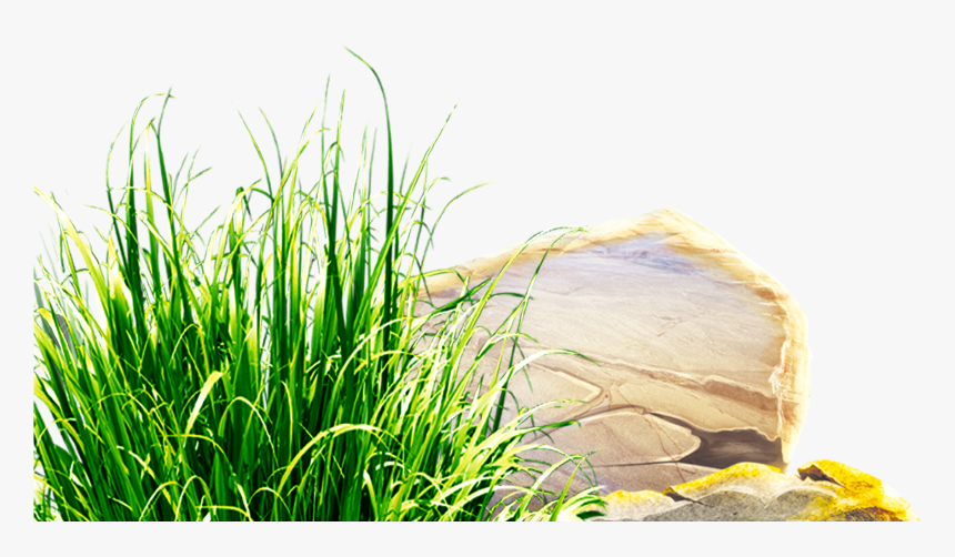 Clipart Grass Herbs - Sweet Grass, HD Png Download