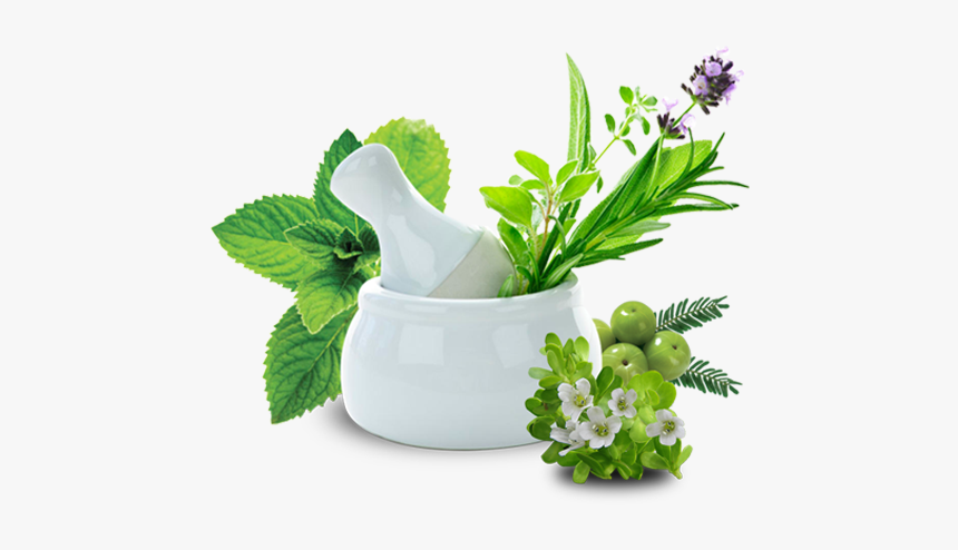 Polycystic Kidney Treatment In India, HD Png Download