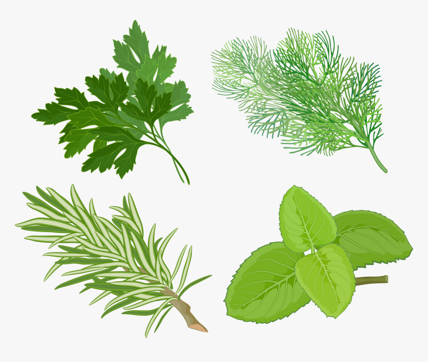Clip Art Pics Of Herbs Plants - Herb Clipart, HD Png Download
