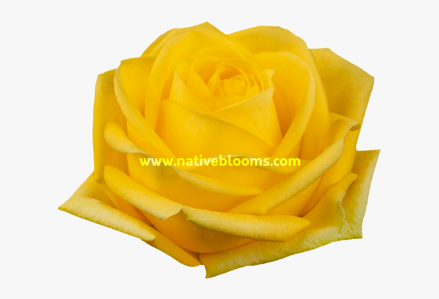 Garden Roses, HD Png Download