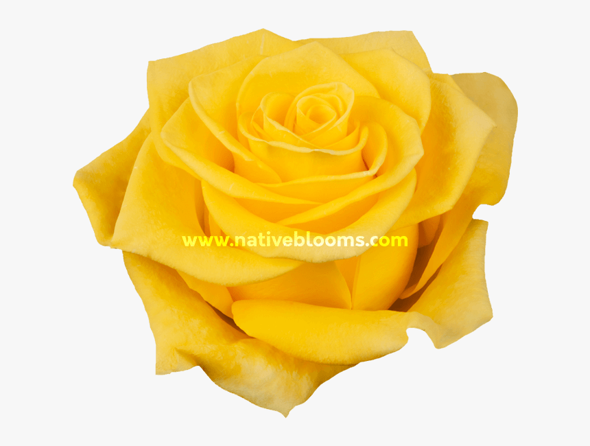 Floribunda, HD Png Download