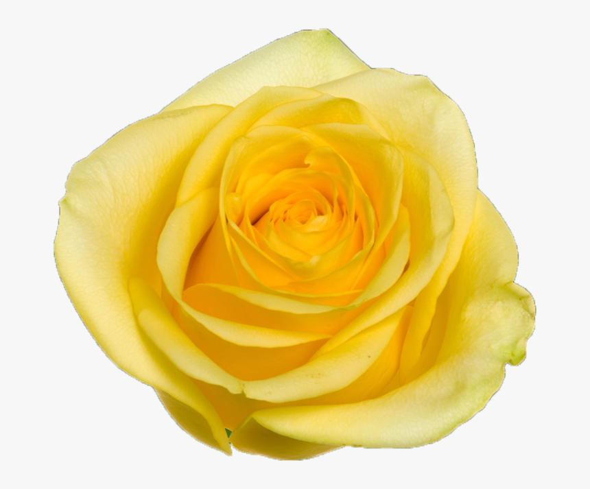 Floribunda, HD Png Download