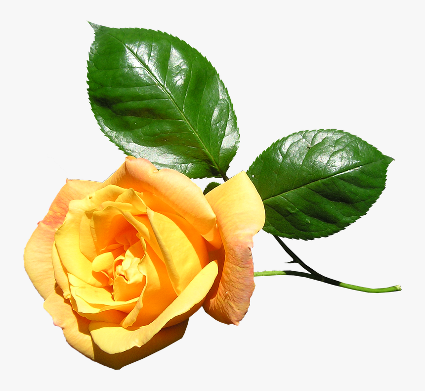 Yellow, Rose, Stem, Flower - Yellow Rose With Stem Png, Transparent Png