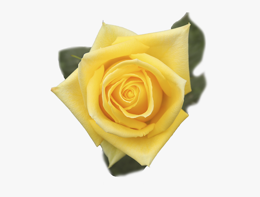 Floribunda, HD Png Download