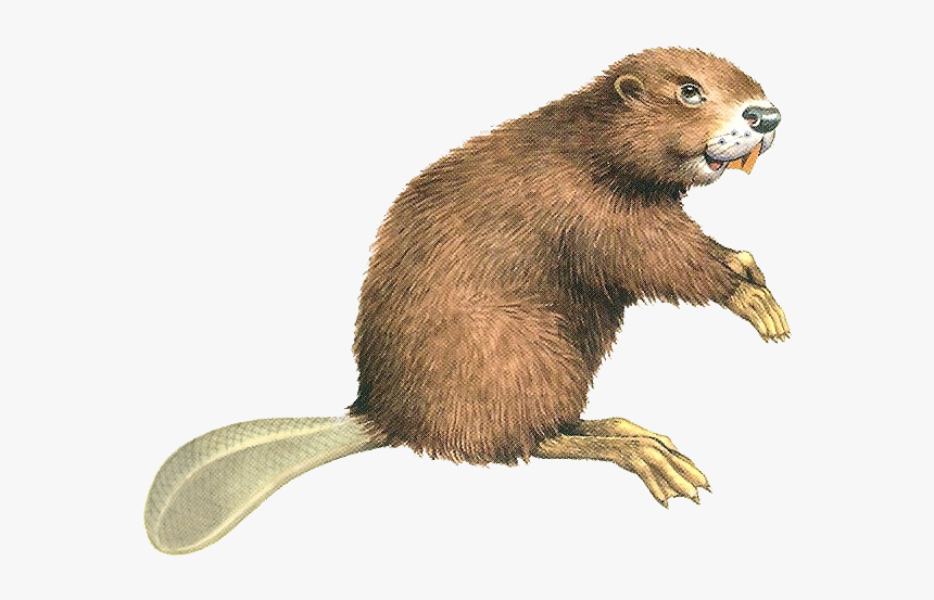 Beaver Png - Transparent Background Beaver Png, Png Download