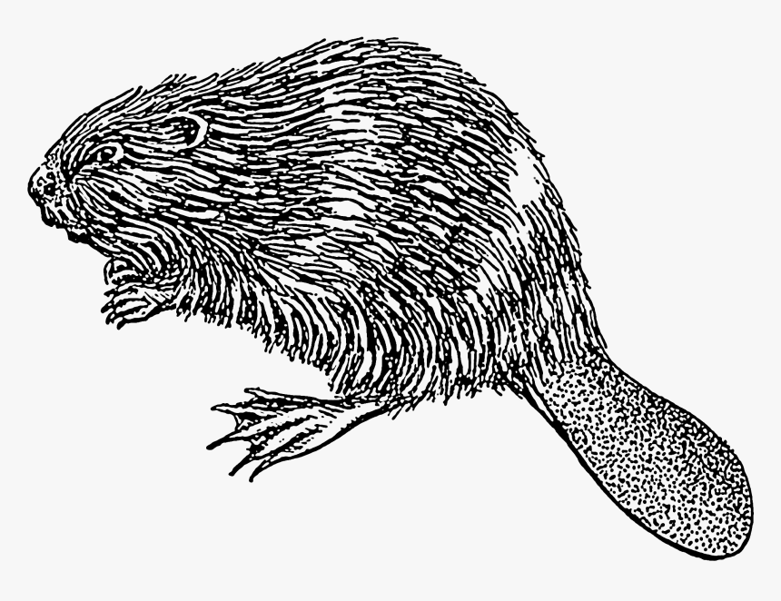 Beaver Illustration - Beaver Drawing Png, Transparent Png
