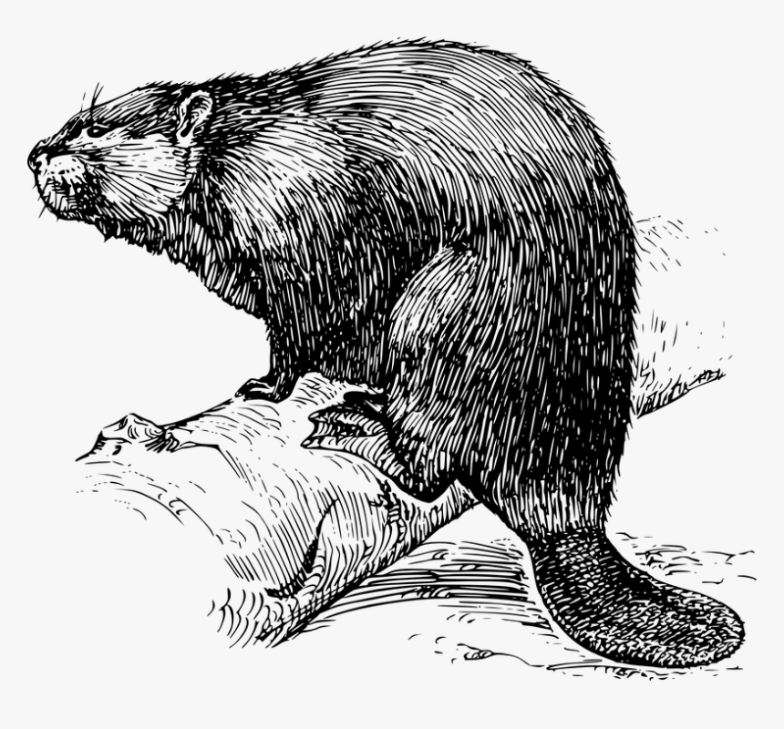Beaver Image Black And White, HD Png Download
