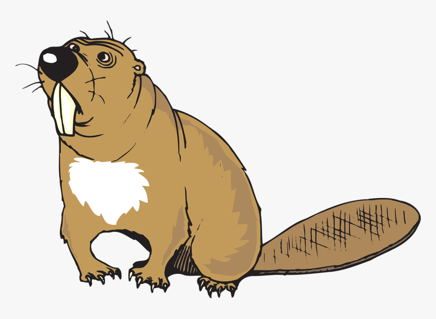 Beaver Png, Transparent Png