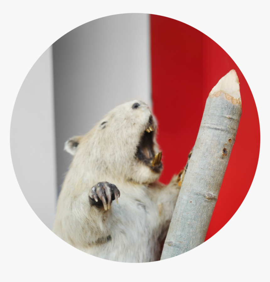 Beaver - Arizona Black Tailed Prairie Dog, HD Png Download