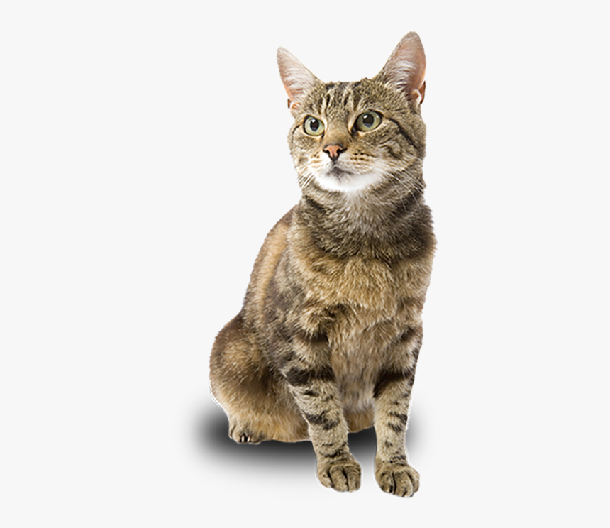 Adpot A Cat - Domestic Short-haired Cat, HD Png Download