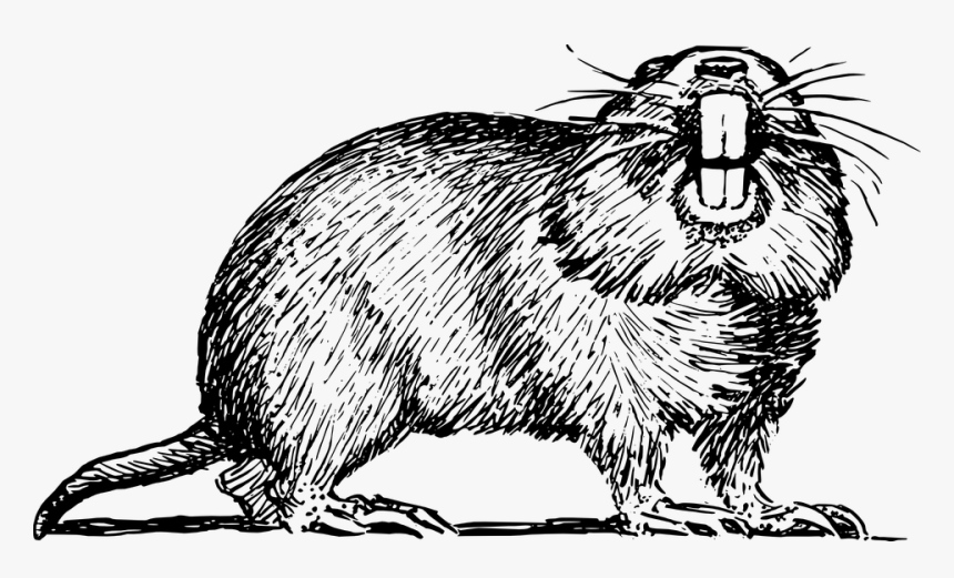 Beaver - Black And White Gopher, HD Png Download