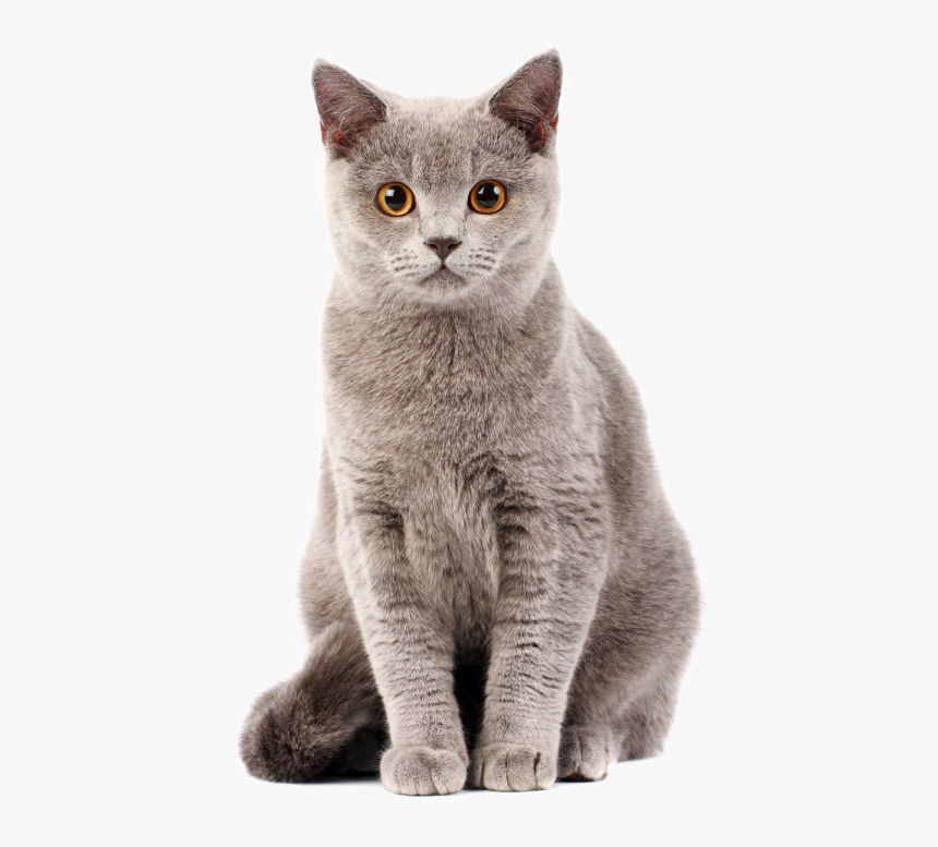 Cat Png Photo - Cat Powerpoint Templates Indir, Transparent Png