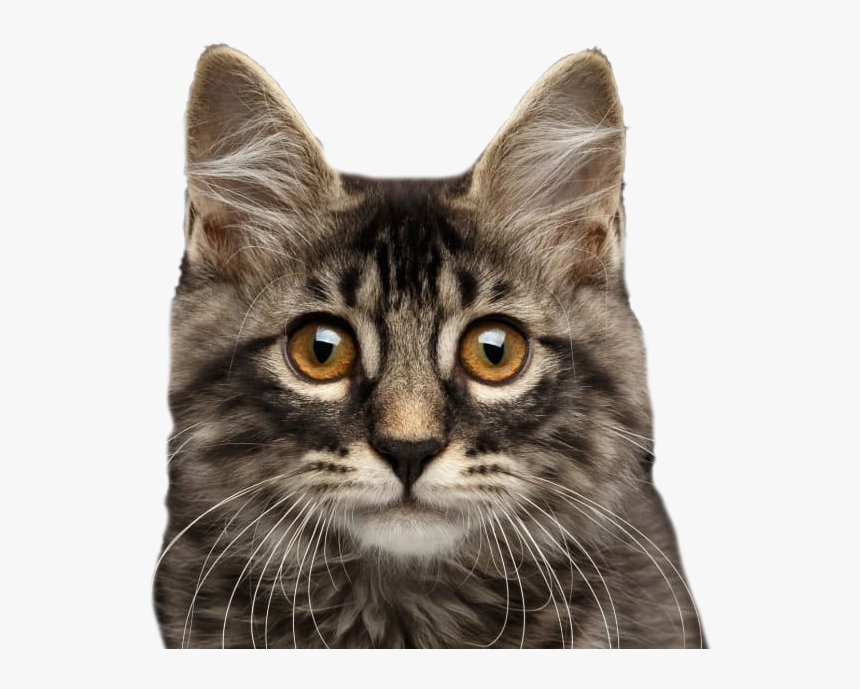 Cat, HD Png Download