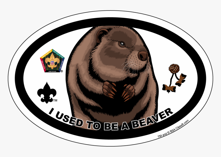 Used To Be An Owl, HD Png Download