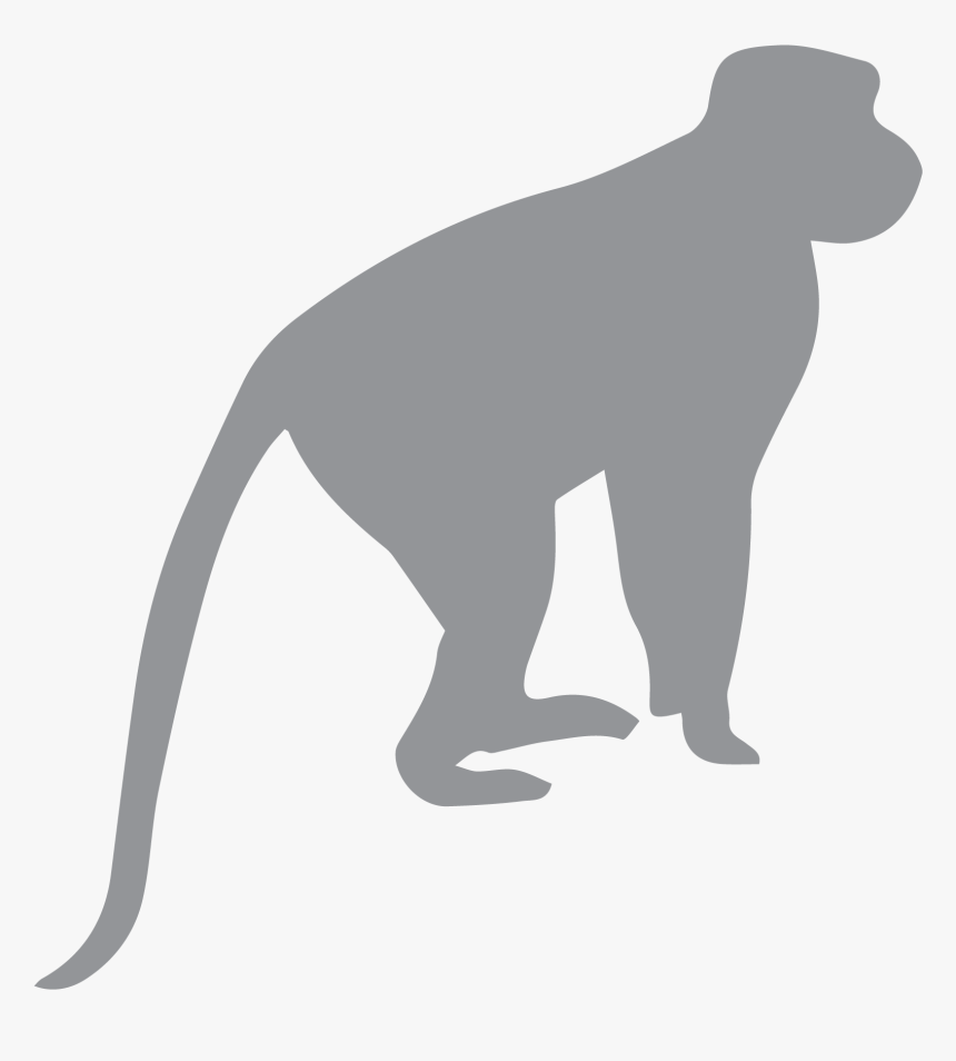 Install Rope Or Pole Bridges Primate Conservation - Did We Come From Monkeys, HD Png Download