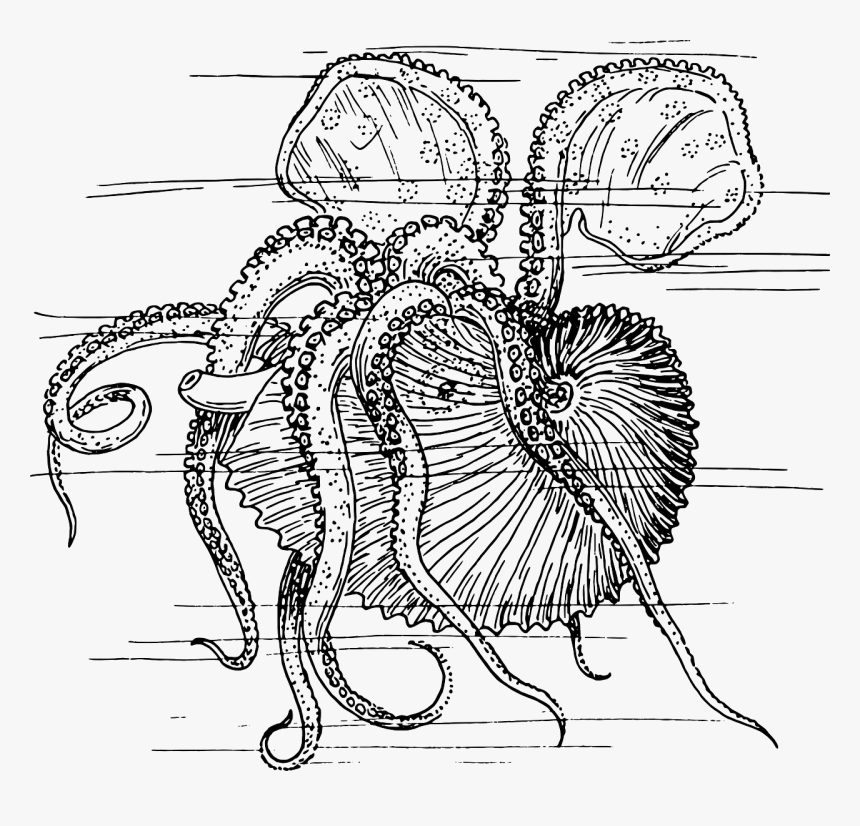 Sea Creature Drawings Kraken, HD Png Download