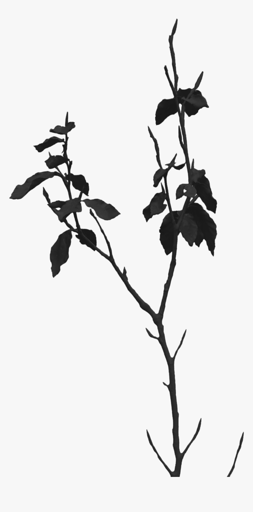 Twig , Png Download - Twig, Transparent Png