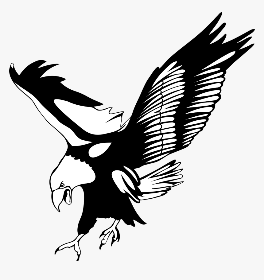 No Background, Bird, Eagle, Transparent Background - Bird Of Prey Clipart, HD Png Download