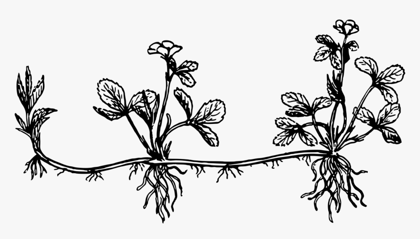 Art,monochrome Photography,twig - Plant Stolon Drawing, HD Png Download