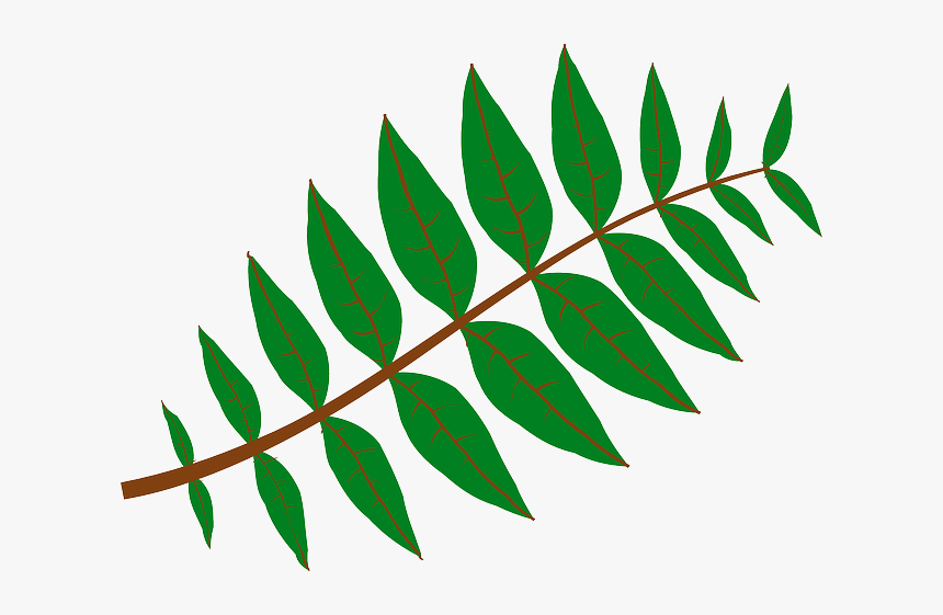 Branch Leaves, Plant, Green, Nature, Twig, Branch - Leaf Clip Art, HD Png Download