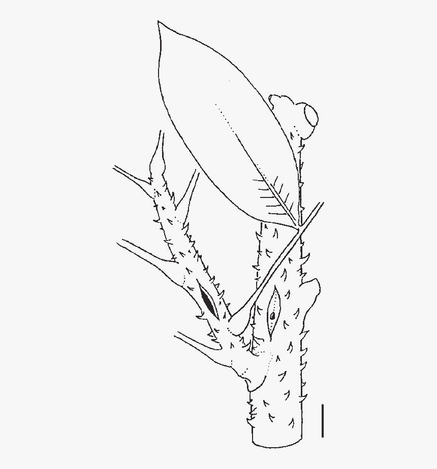 Line Art, HD Png Download