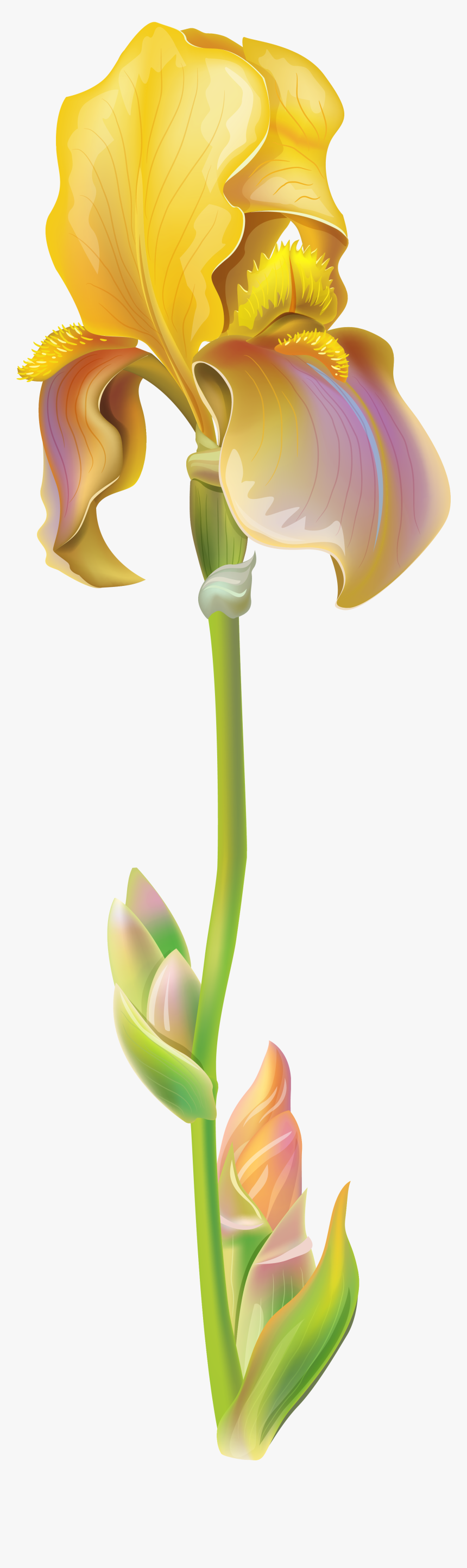 Purple Iris Flower Png Clipart Image - Iris Flower Png, Transparent Png