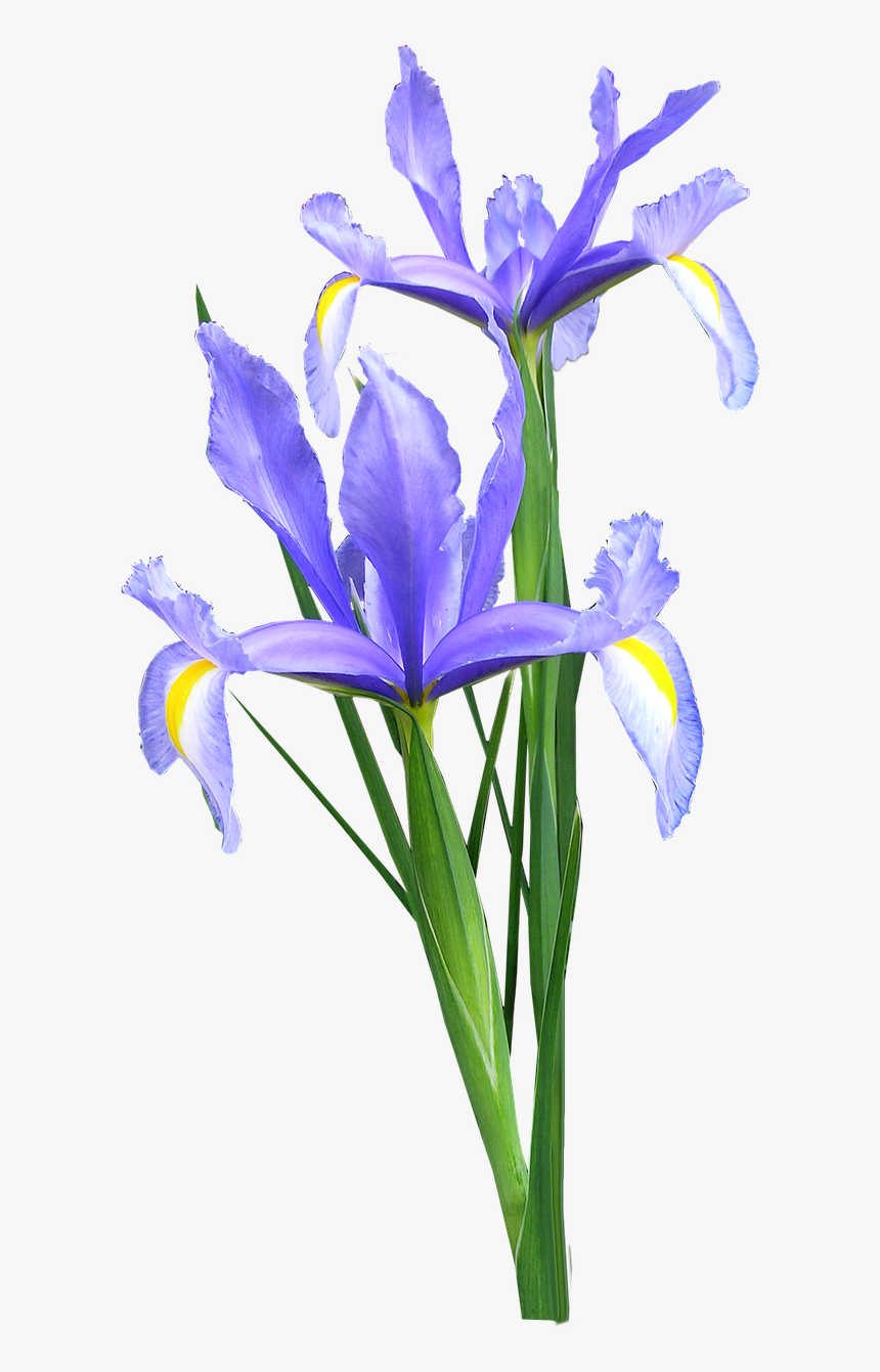 Blue Iris