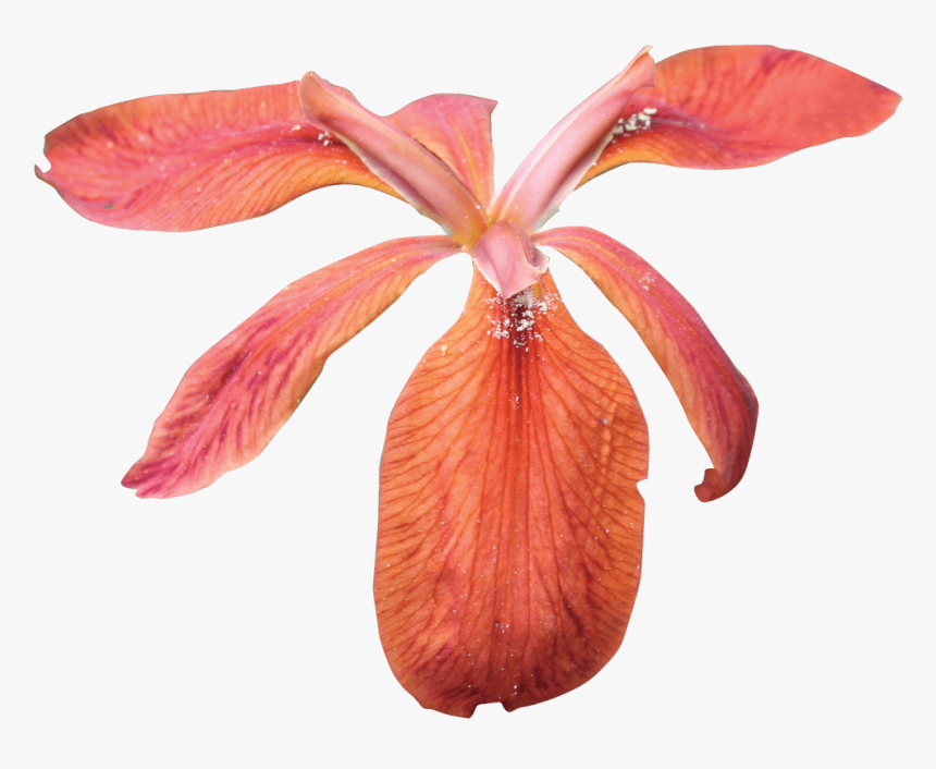 Red Iris - Portable Network Graphics, HD Png Download