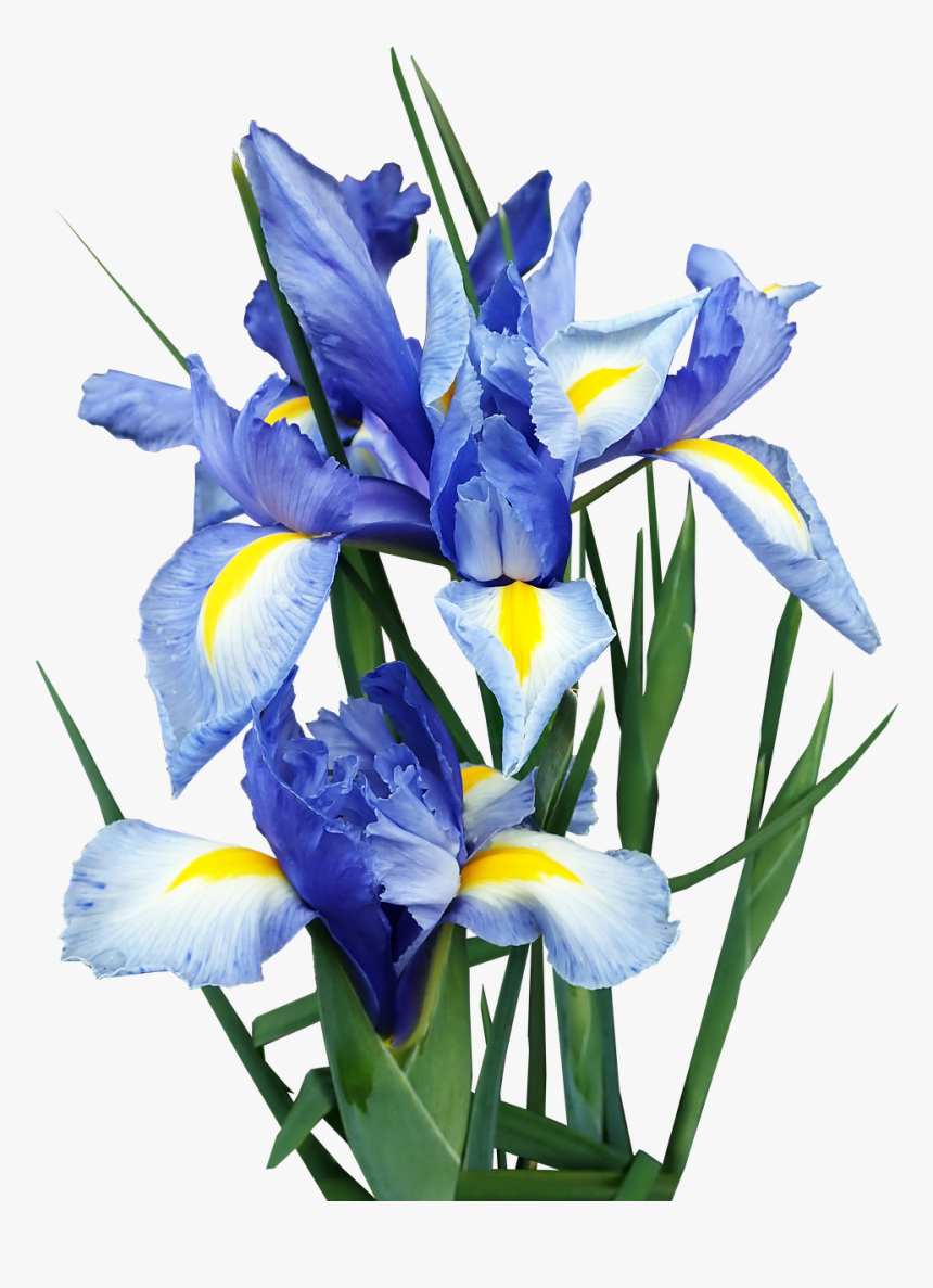 Iris, Dutch, Blue, Flowers, Bulbs, Cut Out, Isolated - Algerian Iris, HD Png Download
