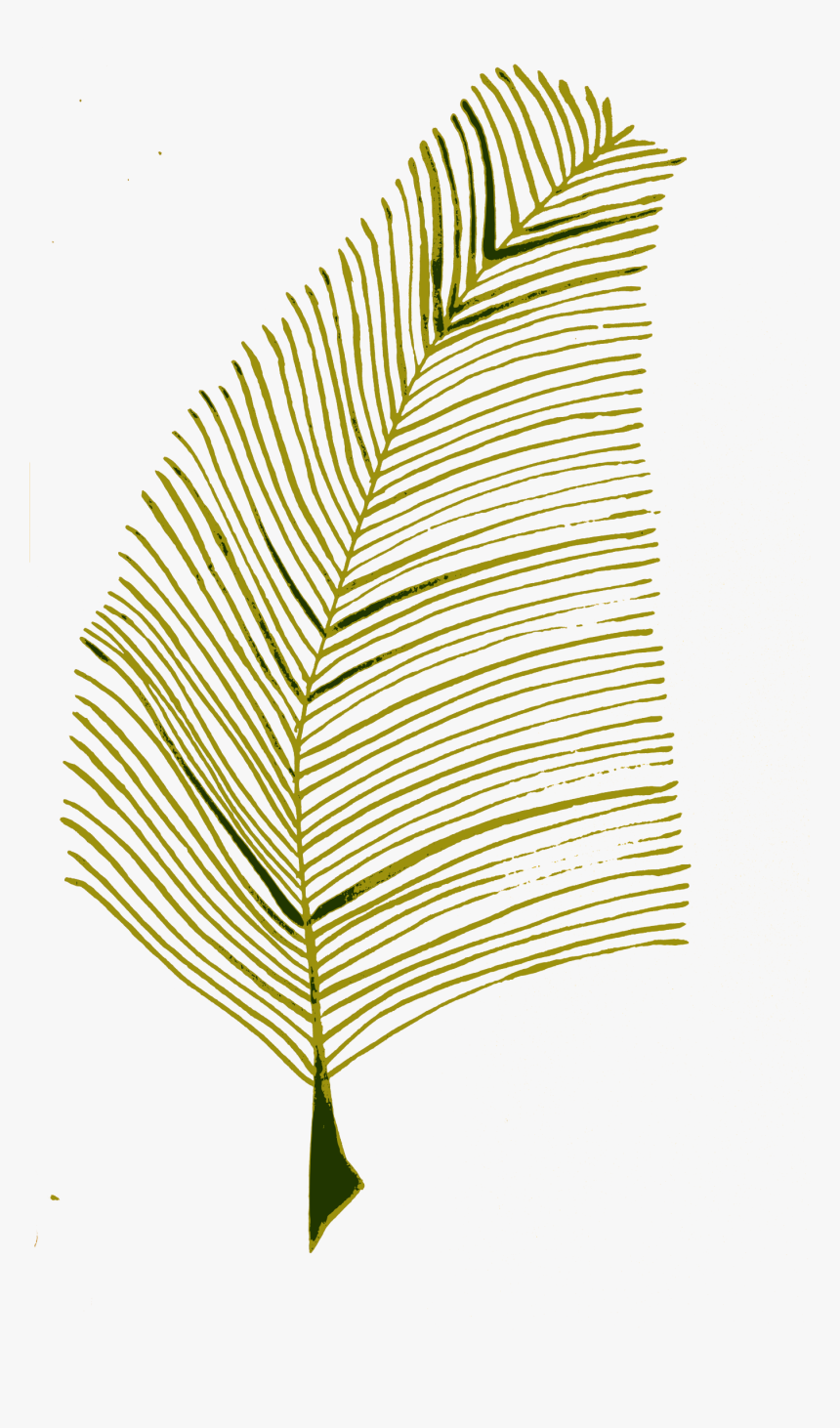 Roystonea, HD Png Download