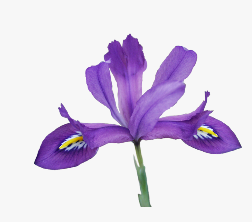 Scentsational2 - Iris Versicolor Transparent, HD Png Download