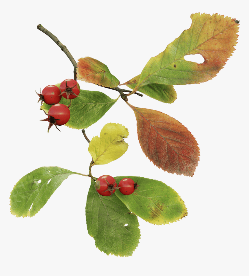 Cherry, HD Png Download