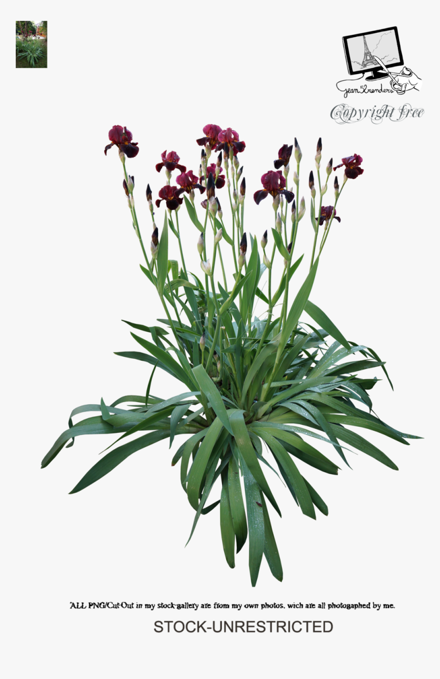 Iris By Jean52 - Iris Psd, HD Png Download