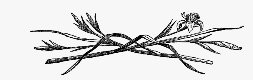 Flower Iris Digital Illustration - Illustration, HD Png Download