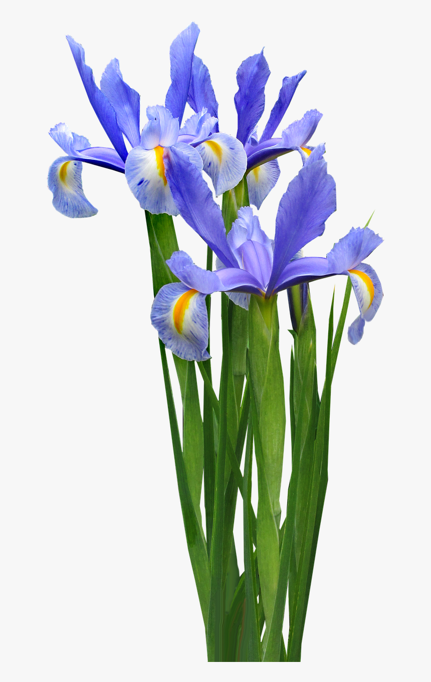Dutch Iris Plant Bulb - Iris Flowers Clip Art, HD Png Download