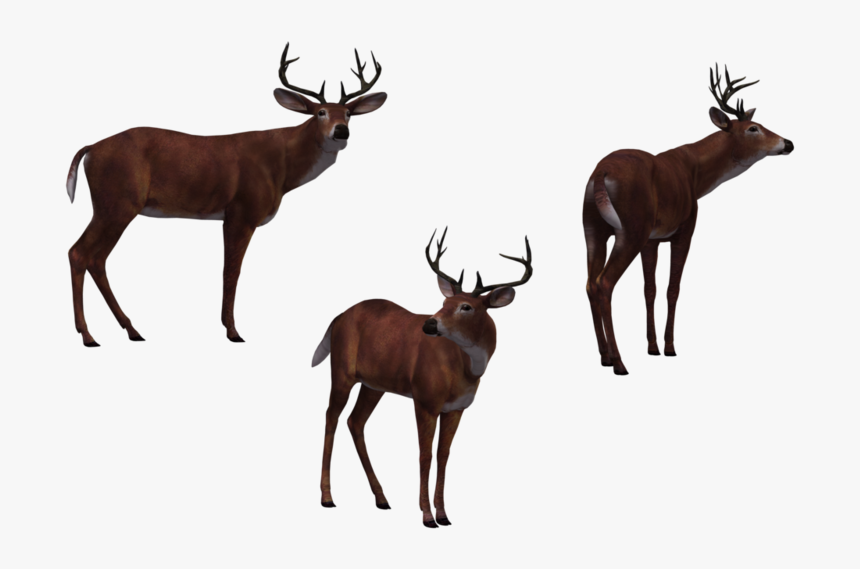 Deer Buck 03 By Free Stock - Deer Hunter Png, Transparent Png
