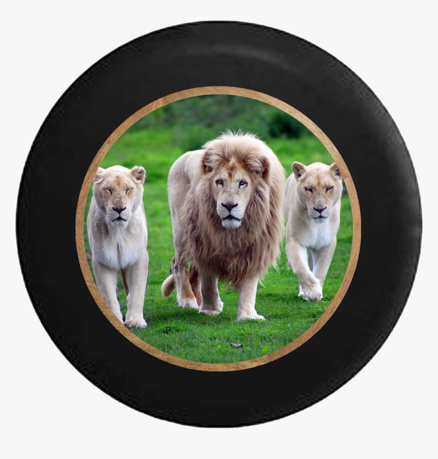 Lion Pride Full Mane With Lioness And Cub Jeep Camper - Lion With His Family, HD Png Download